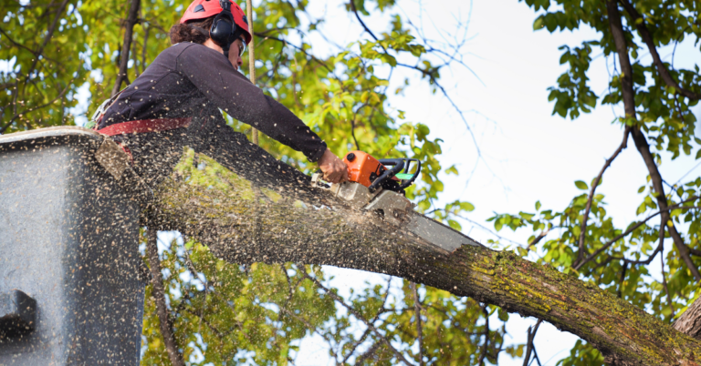 Tree Service SEO